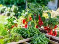 Gute Nachbarn im Hochbeet: Rote Paprika reifen neben Tomaten, Basilikum und Salat.