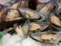 Frisch auf Eis liegen Miesmuscheln, die manchen als ungesund gelten.