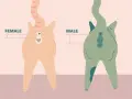 Ilustracja pokazuje, jak rozpoznać płeć kota: samiczka ma otwory blisko siebie, samczyk ma większą odległość i widoczne jądra.
