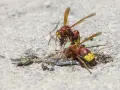 Dos vespas avispa se alimentan de un insecto muerto sobre una superficie de hormigón.