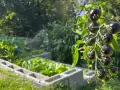 Dunkle, reife Tomaten hängen an einem Strauch. Im Hintergrund wächst Gemüse in Hochbeeten. Diese guten Nachbarn Tomaten sind bald erntereif.