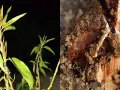 Planta con insectos y un gusano cabezudo saliendo de la madera. ¿Cómo matarlos?