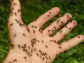 Dłoń pokryta mrówkami. Czy to domowy sposób na mrówki, czy po prostu inwazja?