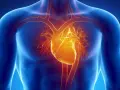 Anatomical illustration of a human torso showing a glowing yellow heart and blood vessels against a blue background.