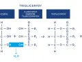 Schemat syntezy trójglicerydów, kluczowych dla metabolizmu i powiązanych z hiperlipidemią.