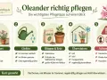 Infografik zur Oleander pflege: Standort, Gießen, Düngen & Erde, Überwintern und Giftigkeit. Sonne, Wasser, Dünger und kühles Überwintern sind wichtig.