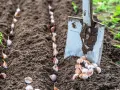 Semina l'aglio seguendo il calendario lunare di febbraio. Una pala è pronta per piantare gli spicchi nel terreno fertile.
