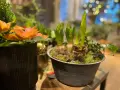 Växter i kruka, med en amaryllis som börjar slå ut. Julblommor i kruka som skapar en mysig julstämning.