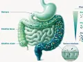 Illustrazione del sistema digestivo con batteri. I probiotici a cosa servono? Aumentano la diversità batterica intestinale, rafforzando la barriera.