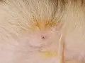 Une petite plaie rouge sur la peau d'un animal, avec un reste de tique mal enlevée.