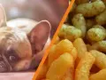 Czy pies może jeść płatki kukurydziane? Sprawdź, co musisz wiedzieć