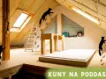 Kuny na poddaszu, ślady łapek na ścianie i podłodze. Zastanawiasz się, co kuna robi w dzień? Pewnie eksploruje!