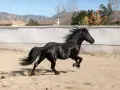 Un magnifique étalon reproducteur noir galope dans une carrière sablonneuse, sa crinière et sa queue flottant au vent.