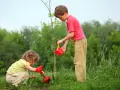 Kiedy sadzimy drzewa owocowe, aby uniknąć problemów z wzrostem?