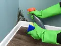 Rękawiczki ochronne i gąbka usuwają grzyb na ścianie w rogu pokoju.