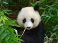 Czy panda jest zagrożona wyginięciem? Oto prawda o jej statusie ochrony