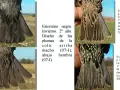 Estornino negro, invierno, 2º año. Diseño de plumas de cola: macho arriba (07-I); hembra abajo (07-I).