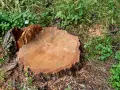 Świeżo ścięty pień drzewa, widoczne słoje i ślady po pilarce. Wypalanie pnia drzewa to proces, który pozostawia takie ślady.