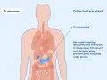 Ilustracja pokazuje ludzkie ciało z zaznaczonymi narządami. Wskazuje, gdzie jest trzustka, organ odpowiedzialny za trawienie i produkcję hormonów.