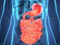 Anatomical illustration of the human digestive system, highlighting the stomach and intestines. Wavy, red intestines could represent inflammation, indicating potential zapalenie jelita objawy.