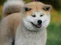 Uśmiechnięty pies rasy akita, z puszystym ogonem zawiniętym na grzbiecie, na tle zieleni.