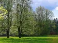 Zielony, kwitnący las i łąka w Supraślu. Idealne miejsce na weekendowe atrakcje i spacery wśród natury.