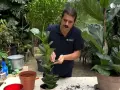 Hombre cuidando un ficus lyrata, una planta de interior popular por sus grandes hojas.