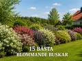 En vacker trädgård med en rad av blommande buskar i olika färger, från vitt och rosa till lila och gult.