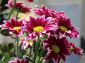 Un ramo de vibrantes flores de verano exterior, con pétalos magenta y bordes blancos, y centros amarillos brillantes.