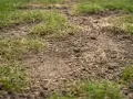Nahaufnahme von Rasensamen auf Erde mit spärlichem Gras.