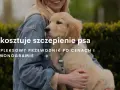 Ile kosztuje szczepienie szczeniaka? Pełny cennik i kalendarz 2024