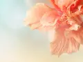 Delikatny, brzoskwiniowy hibiskus. Pielęgnacja tej rośliny jest prosta, a efekt zachwyca.
