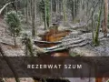 Zimowy krajobraz w rezerwat szum. Brązowa rzeka płynie przez las pełen powalonych drzew i iglaków, pokrytych pierwszym śniegiem.