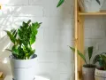 Zamioculcas verde brillante in vaso bianco, su sfondo di mattoni bianchi illuminati dal sole. Questa pianta può stare fuori, prosperando in luce indiretta.