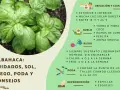 Albahaca: cuidados, sol, riego y poda. Consejos para cultivar esta hierba aromática en casa.