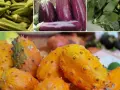 Kiwano, bakłażany, okra i inne egzotyczne warzywa tworzą barwną mozaikę smaków.