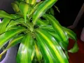 Dracena z zielono-żółtymi liśćmi. Dowiedz się, jak dbać o tę roślinę, by pięknie rosła.
