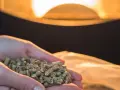 Dłonie trzymające pellet, gotowe do codziennego wygaszania pieca na pellet. Ciepłe światło z paleniska.