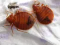 Dos chinches de cama marrones y ovaladas, con rayas oscuras, sobre una superficie blanca. Aprende cómo eliminar chinches.