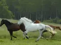 Trois chevaux, un noir, un blanc et un bai, galopent dans un pré verdoyant. La **vitesse d'un cheval au galop** est capturée dans ce mouvement dynamique.