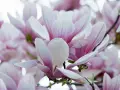 Delikatne, różowo-białe kwiaty magnolii, ukazujące piękno różnych odmian.