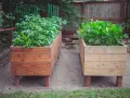 Two raised garden beds, one with lush green potato plants reaching for the sky, the other with strawberries and herbs.