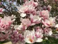 Kwitnąca magnolia w odcieniach różu i bieli. Wiosną warto dowiedzieć się, jak sadzić magnolie, by cieszyć się tym widokiem.