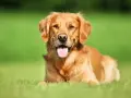 Jaką karmę dla golden retrievera wybrać, aby uniknąć problemów zdrowotnych?