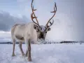 Un reno cubierto de nieve mira a la cámara en un paisaje nevado. Otros animales de la nieve pastan en la distancia.