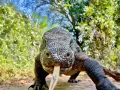 Potężna jaszczurka z komodo wychodzi z gęstwiny, wysuwając swój charakterystyczny, rozwidlony język.