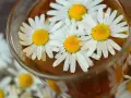 Ein Glas mit kamillentee stillzeit, darin schwimmen frische Gänseblümchen.