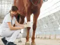 Vétérinaire bandant la jambe d'un cheval après un accident.