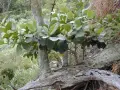 En kluster av Clusia rosea med sina stora, blanka blad växer från en fallen trädstam i en frodig, grön miljö.