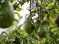 Gros fruits d'avocatier mûrissant sur une branche, certains avec des marques sur la peau.